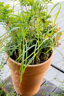 Kil tencerede bitkiler