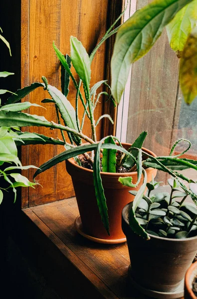 Plantas Interior Alféizar Ventana Madera —  Fotos de Stock