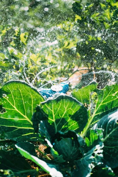 Sistema Irrigação Aspersor Jardim — Fotografia de Stock