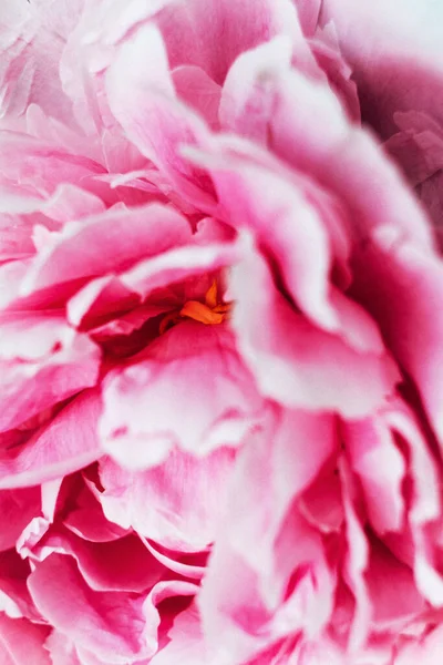 Pinkk Peony White — Stock Photo, Image