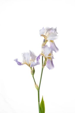 Beyaz arkaplanda iris