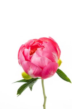 Beyaz arka planda şakayık