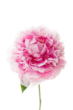 Beyaz arka planda şakayık