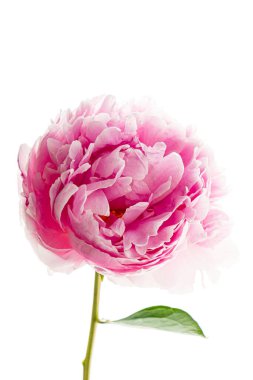 Beyaz arka planda şakayık