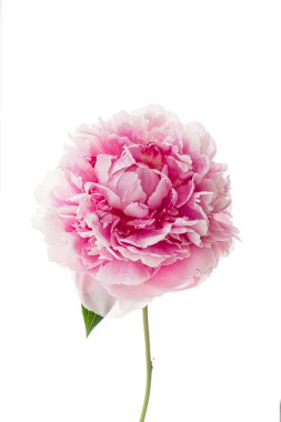 Beyaz arka planda şakayık