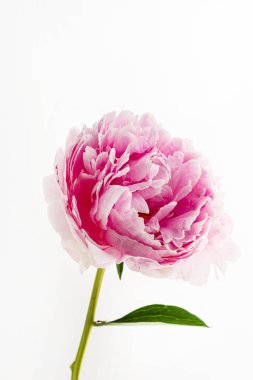 Beyaz arka planda şakayık