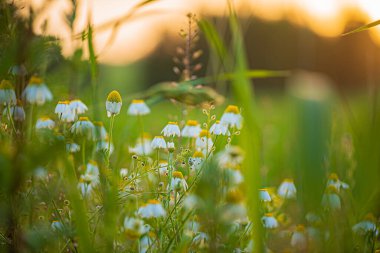 Taze kır çiçekleriyle çayır