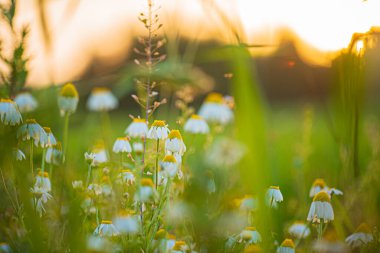 Taze kır çiçekleriyle çayır