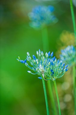 Bahçedeki güzel çiçekler.