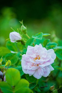 Bahçedeki güzel çiçekler.