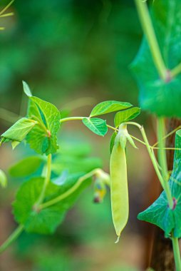 Bahçedeki organik bezelye