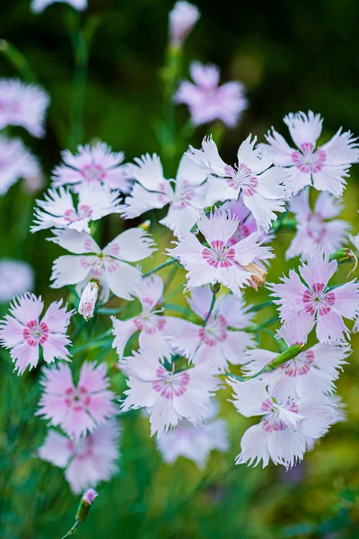 Szép Virágok Kertben — Stock Fotó