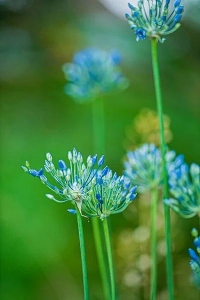 Mooie Bloemen Tuin — Stockfoto