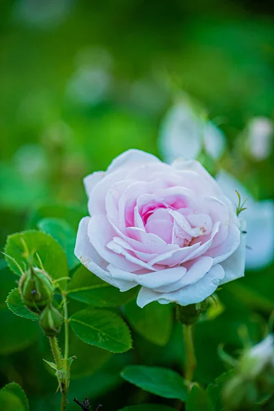 Nice Flowers Garden — Stock Photo, Image