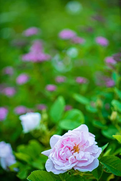 庭の素敵な花 — ストック写真