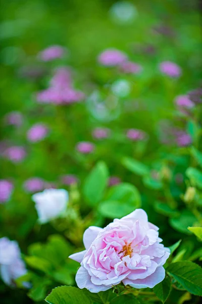 Nice Flowers Garden — Stock Photo, Image