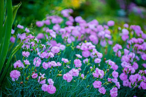 Schöne Blumen Garten — Stockfoto