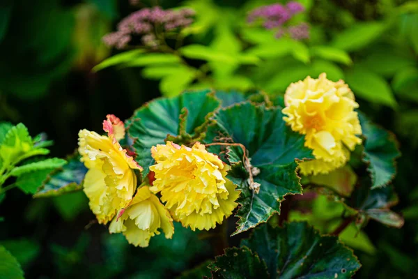 庭の素敵な花 — ストック写真