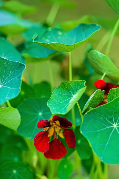 Nice Flowers Garden — Stock Photo, Image