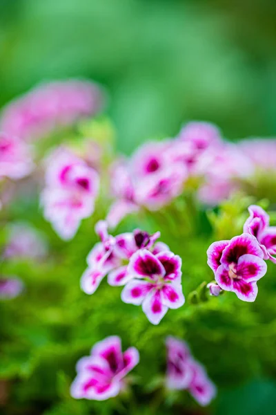 花园里漂亮的花 — 图库照片