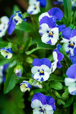 Bahçedeki güzel çiçekler.