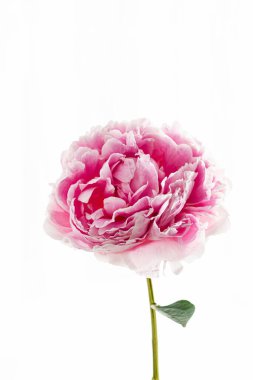 Beyaz arka planda şakayık