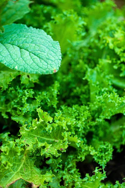 Organic Lettuce Garden — Stock Photo, Image