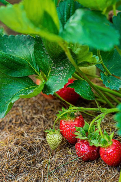 Fraises Rouges Mûres Dans Jardin — Photo