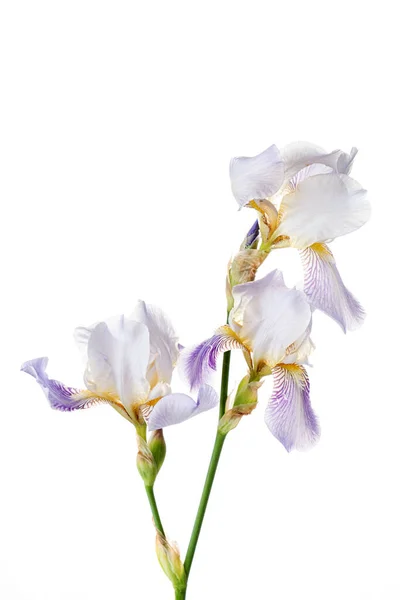 Iris Sur Fond Blanc — Photo