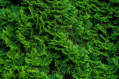 Bahçedeki selvi çiti