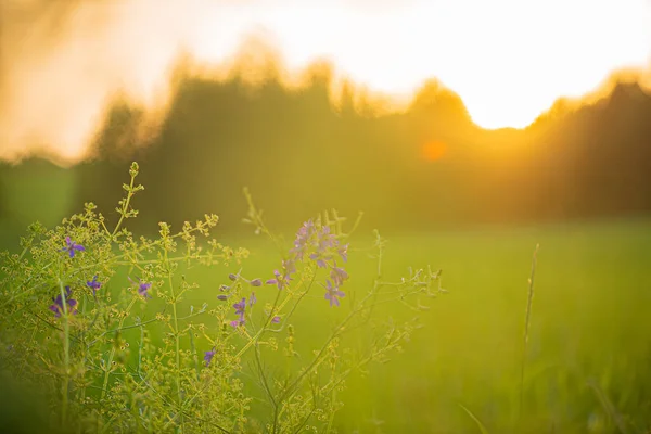Beautiful Flowers Meadow — Stock Photo, Image