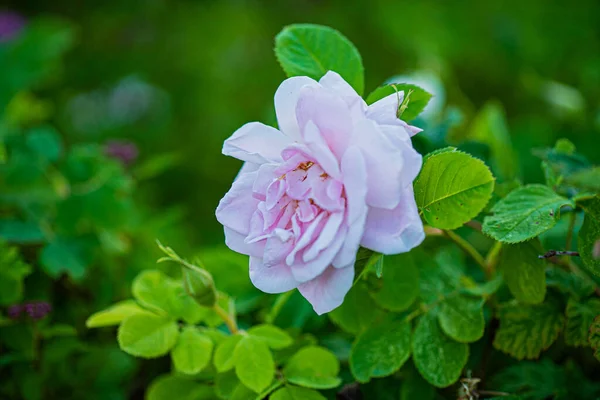 Beautiful Pink Rose Garden — Stock Photo, Image