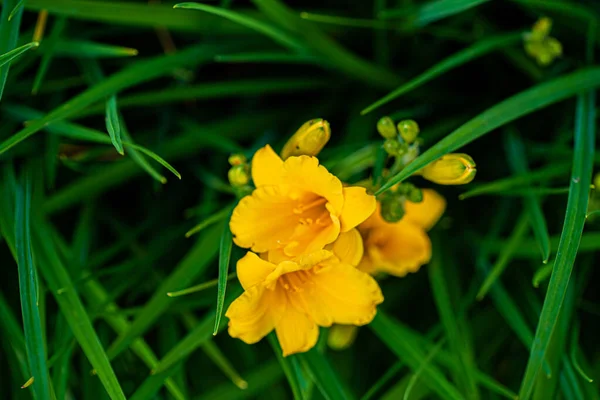 Yellow Flowers Garden — Stock Photo, Image