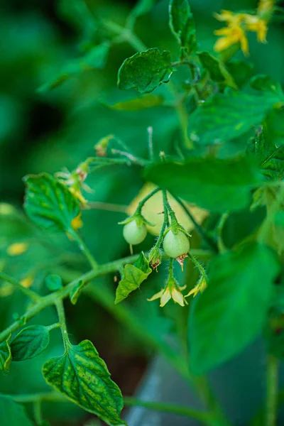 花园里一株植物的绿叶 — 图库照片