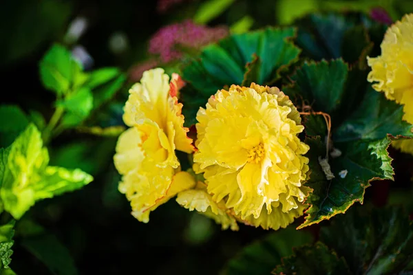 Beautiful Yellow Flowers Garden — Stock Photo, Image