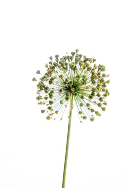 Güzel botanik fotoğrafı, doğal duvar kağıdı.