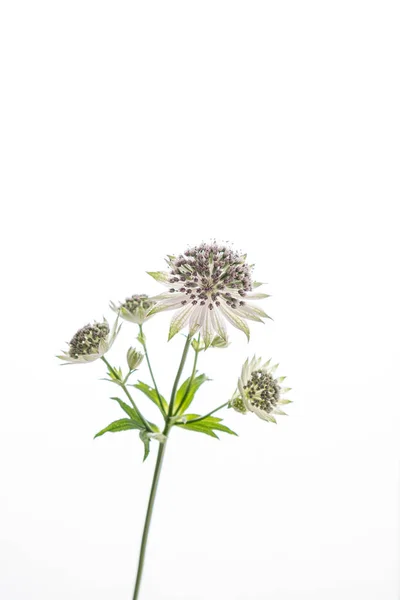 Hermosas Flores Sobre Fondo Blanco — Foto de Stock