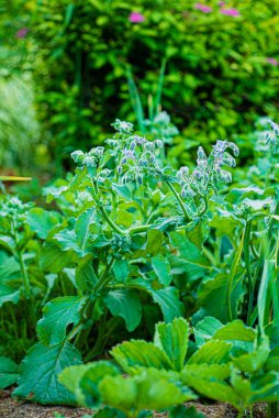 Bahçedeki bir bitkinin yeşil yaprakları