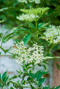 Güzel botanik fotoğrafı, doğal duvar kağıdı.