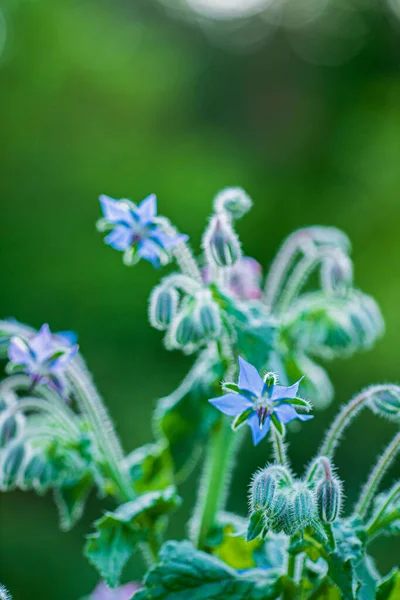 Beautiful Flowers Garden — Stock Photo, Image