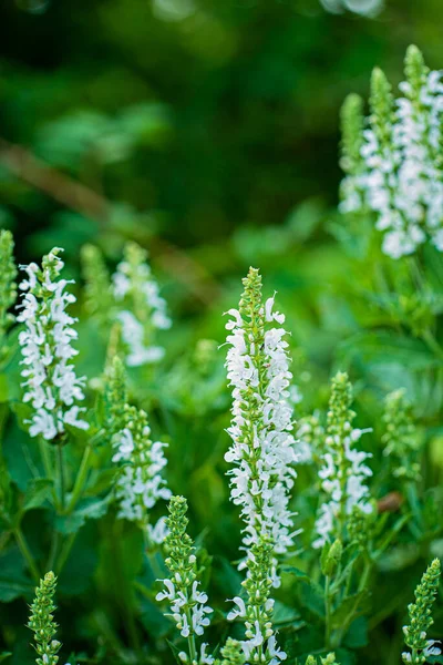 Hermoso Plano Botánico Fondo Pantalla Natural — Foto de Stock