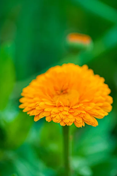 Belle Fleur Jaune Dans Jardin — Photo