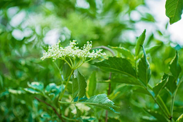 Zielone Liście Krzewu Zamazanym Tłem — Zdjęcie stockowe