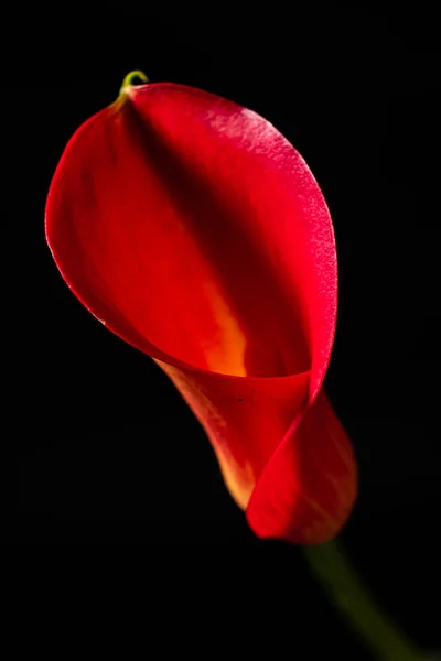 Red Flower Black Background — Stock Photo, Image