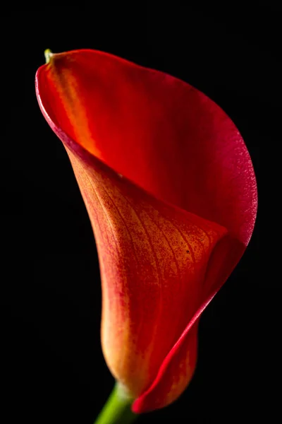 Κόκκινο Λουλούδι Μαύρο Φόντο — Φωτογραφία Αρχείου