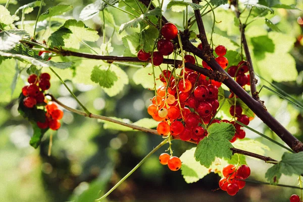 Red Berries Bush Bright Background — Stock Photo, Image