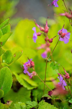Bahar çiçekleri, kapatın.