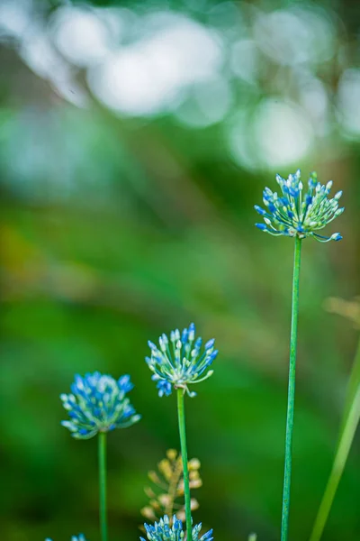 Fiori Primaverili Vicino — Foto Stock