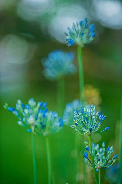 Fiori Primaverili Vicino — Foto Stock