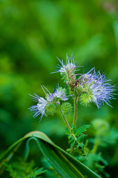 Flores Primavera Primer Plano — Foto de Stock